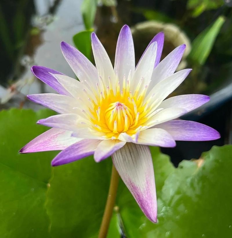 睡莲土培的种植方法