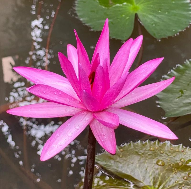 睡莲土培的种植方法
