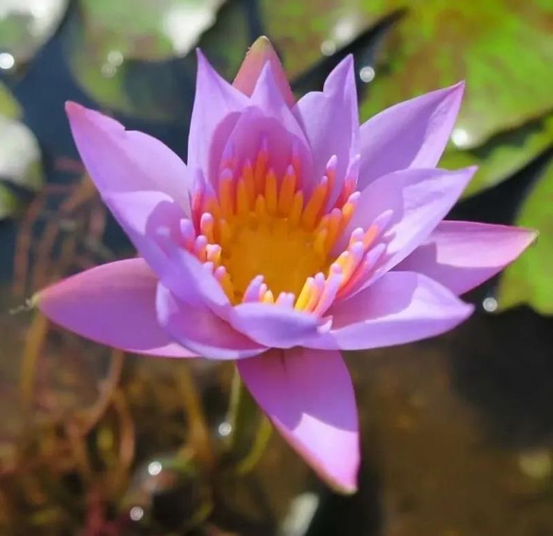 睡莲土培的种植方法