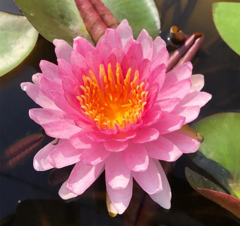 睡莲土培的种植方法