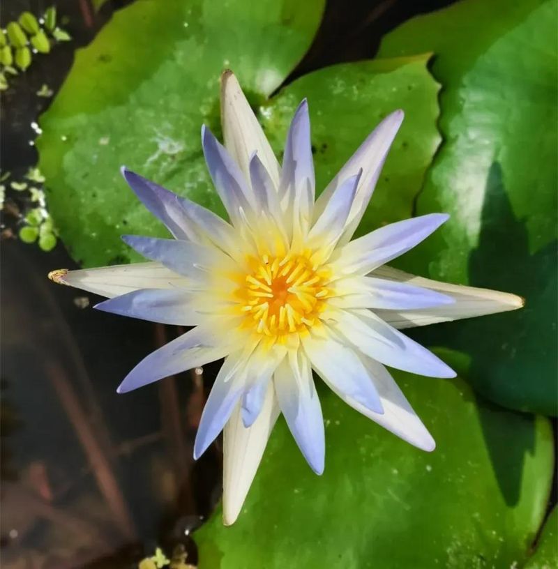睡莲土培的种植方法