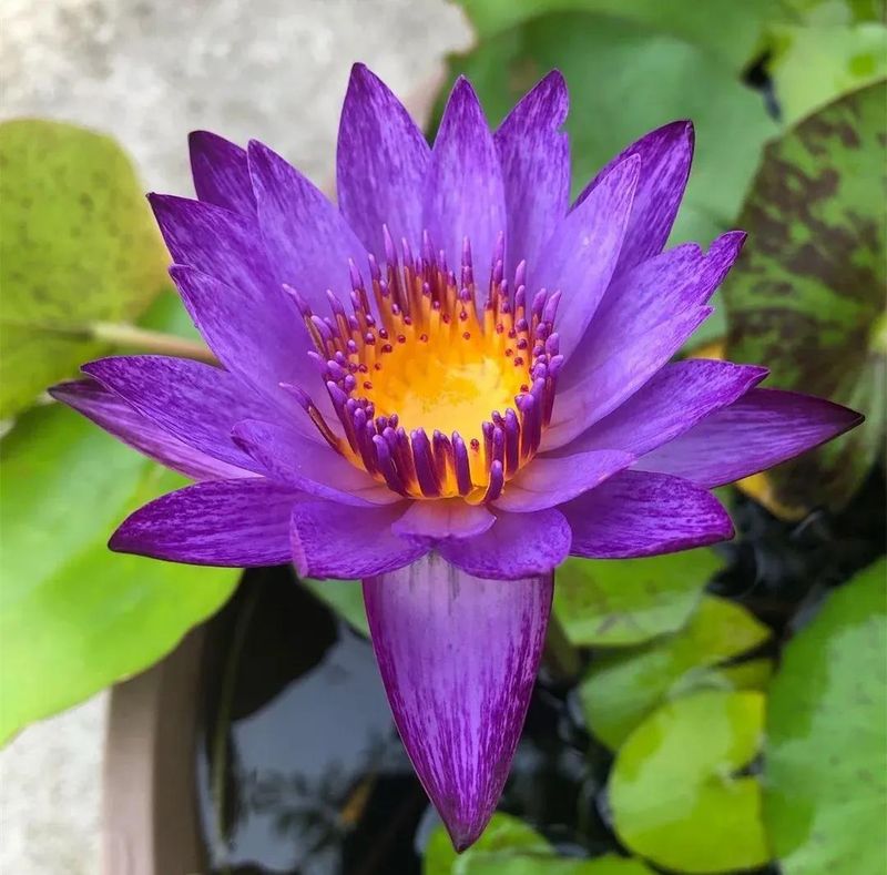睡莲土培的种植方法