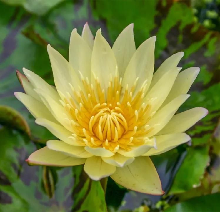 睡莲土培的种植方法