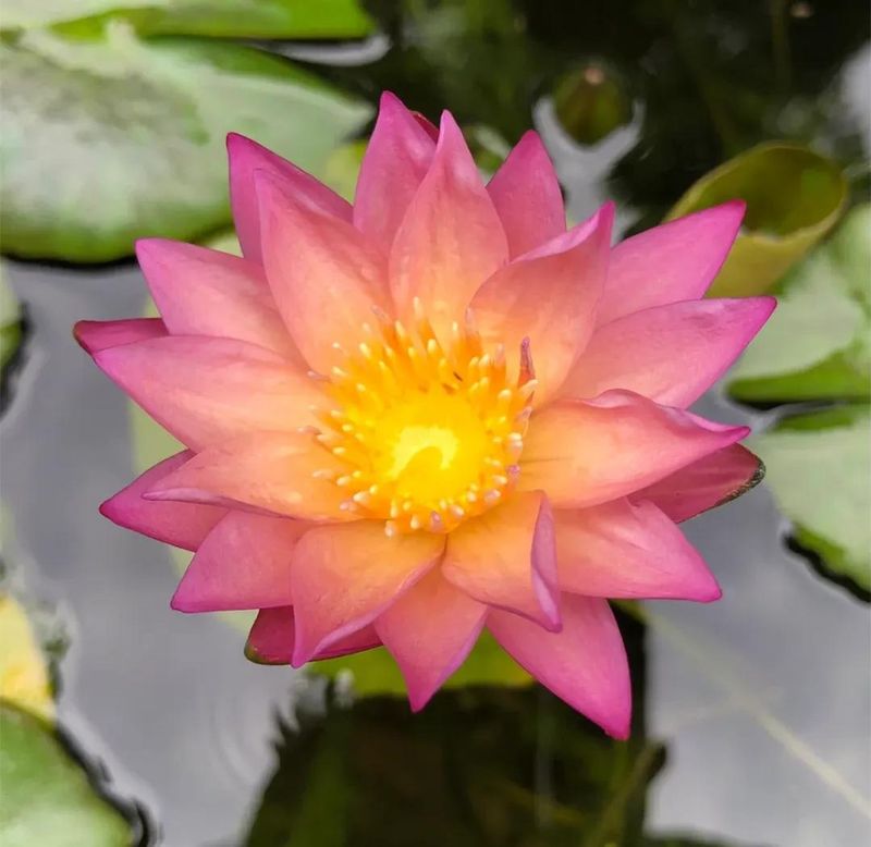 睡莲土培的种植方法