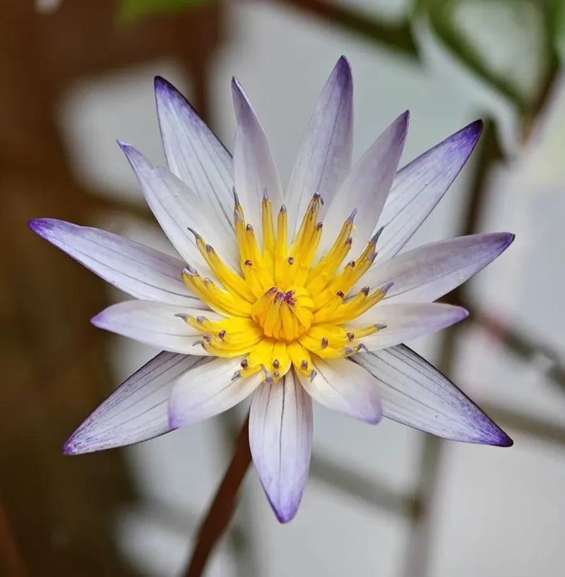 睡莲土培的种植方法