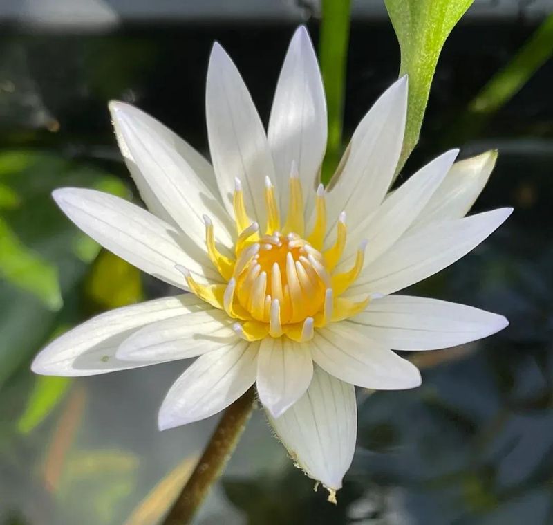 睡莲土培的种植方法