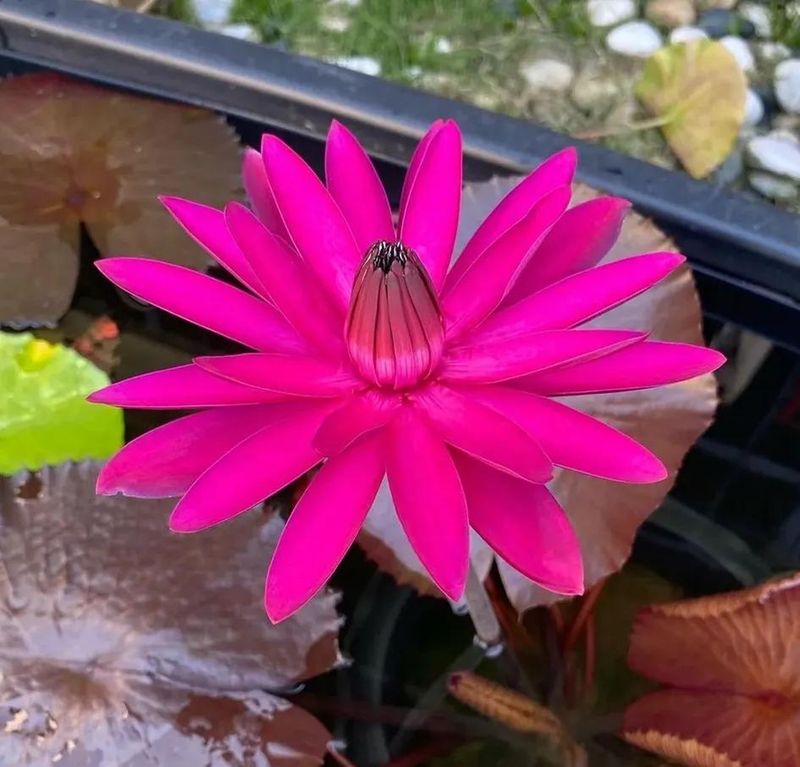 睡莲土培的种植方法