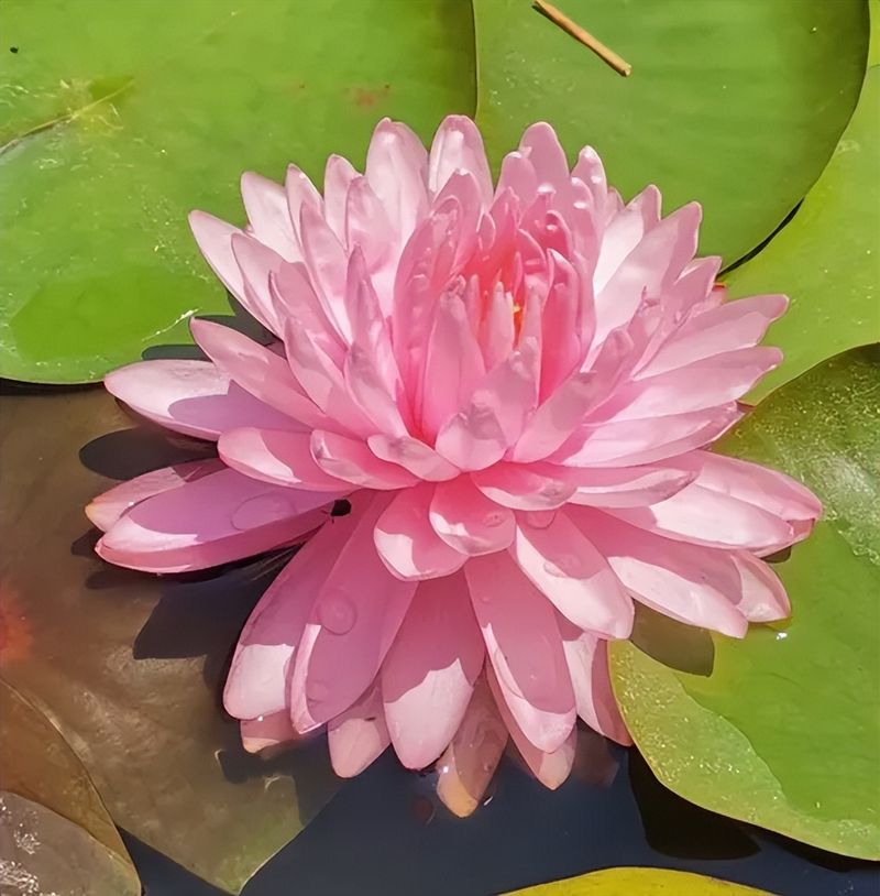 睡莲土培的种植方法