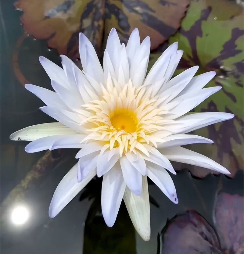 睡莲土培的种植方法