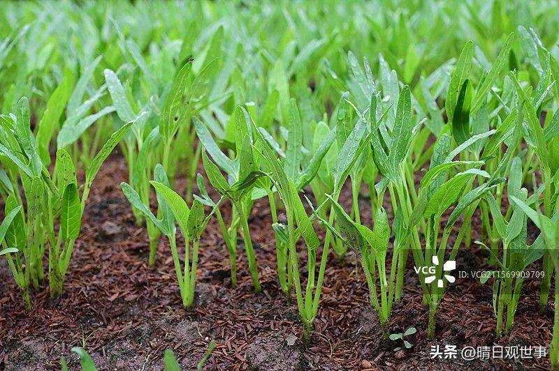 Technology for empty cabbage