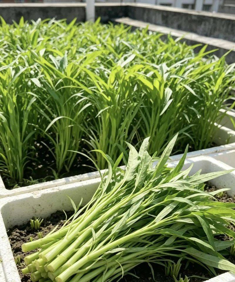 Technology for empty cabbage
