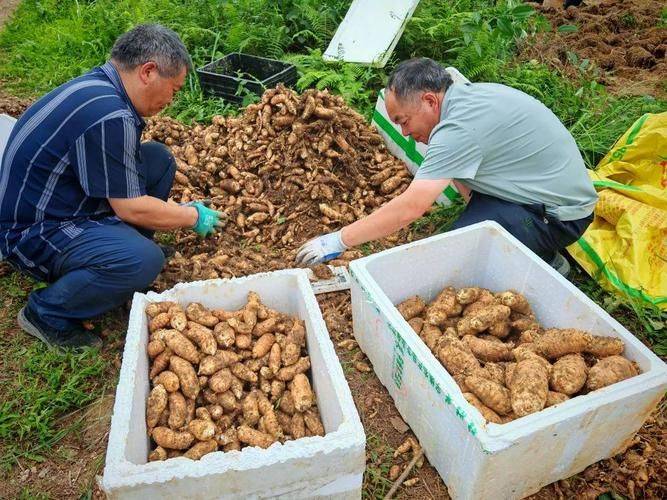 德江天麻以唯一原生区与碾压级品质确立产业标杆