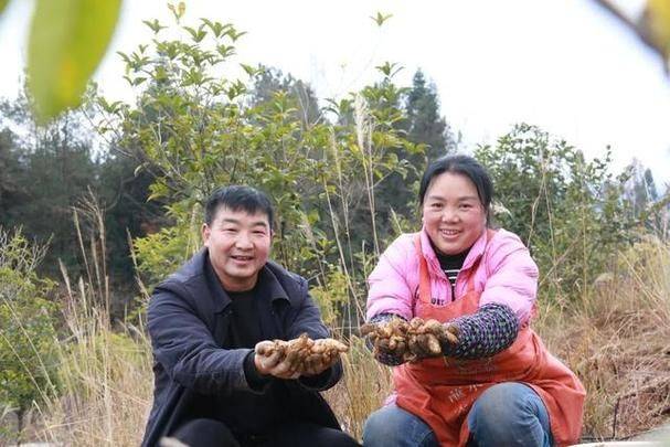 Guizhou tinmah plantation technology