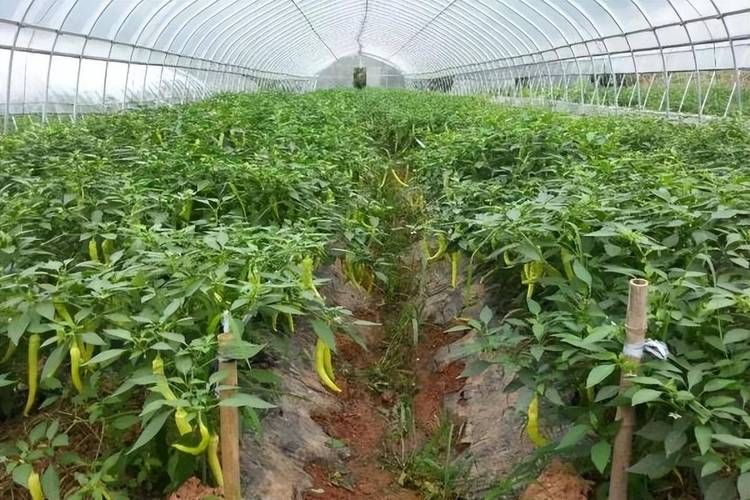 冬季辣椒种植技术视频