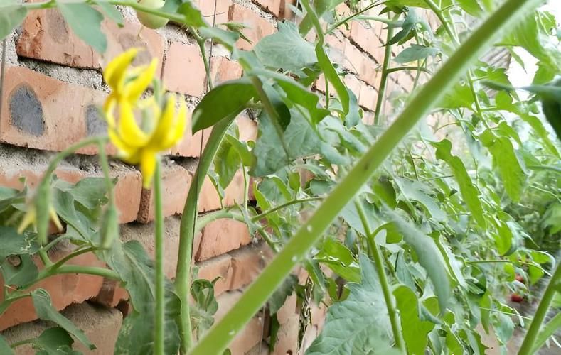 冬季辣椒种植技术视频
