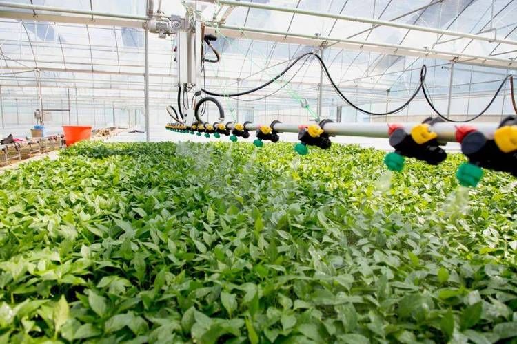 冬季辣椒种植技术视频