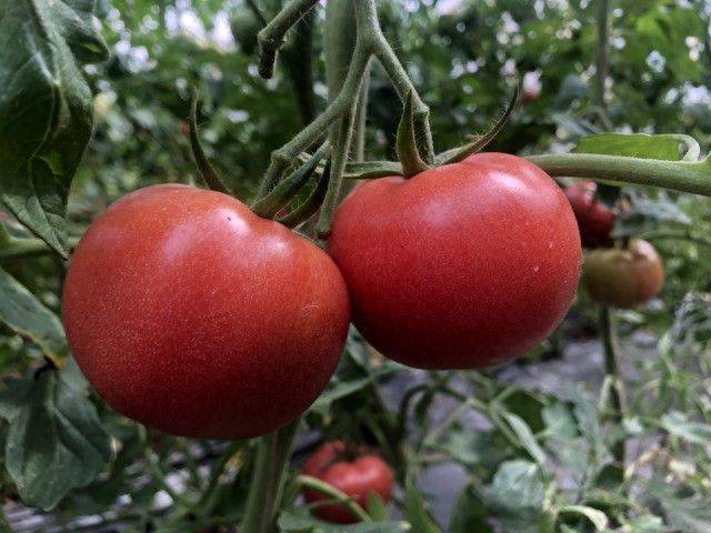Winter tomato cultivation techniques
