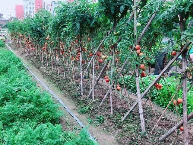 Winter tomato cultivation techniques