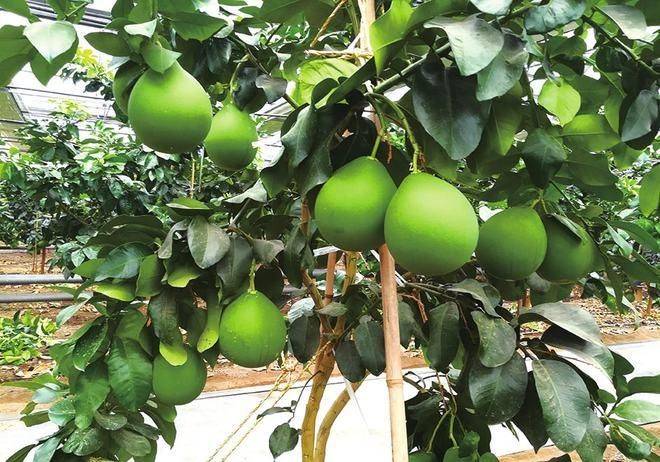 A video on the techniques of planting grapefruit trees