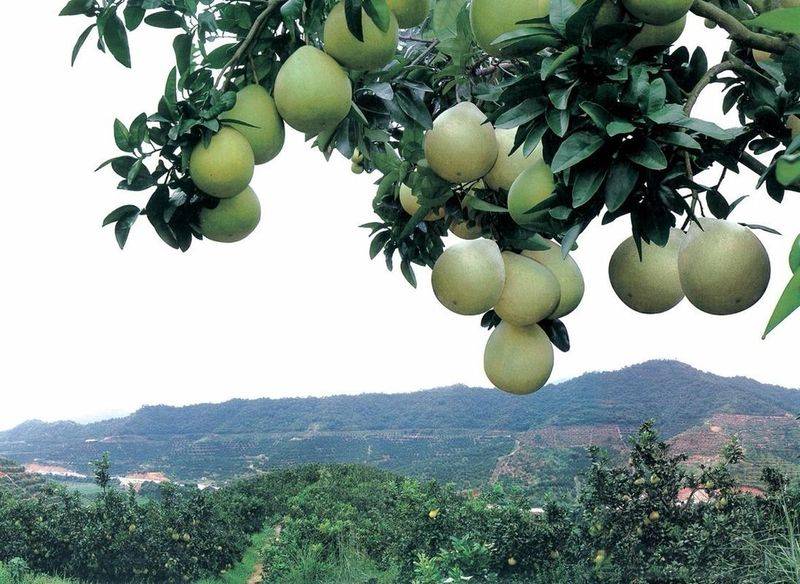 A video on the techniques of planting grapefruit trees