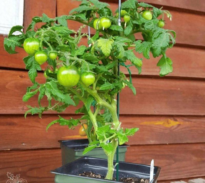 Winter tomato cultivation techniques