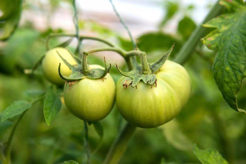 Winter tomato cultivation techniques