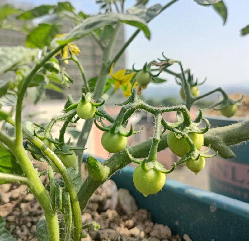Winter tomato cultivation techniques