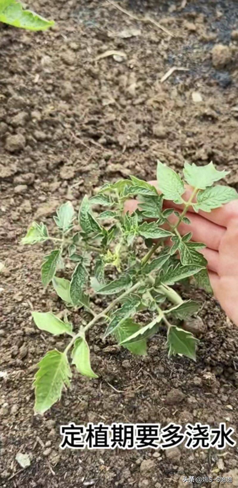冬季西红柿种植技术