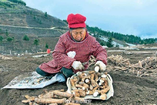 Mountain medicine cultivation methods