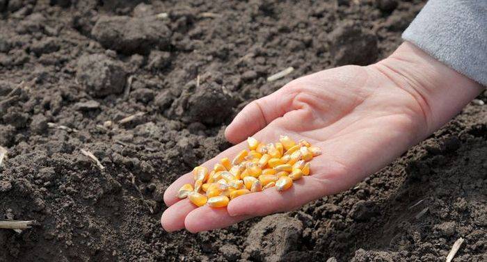 Sweet corn growing technology video