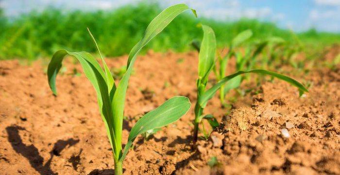 Sweet corn growing technology video