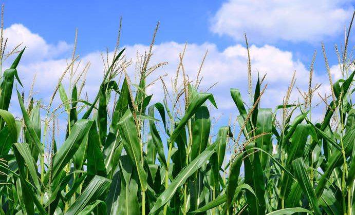 Sweet corn growing technology video