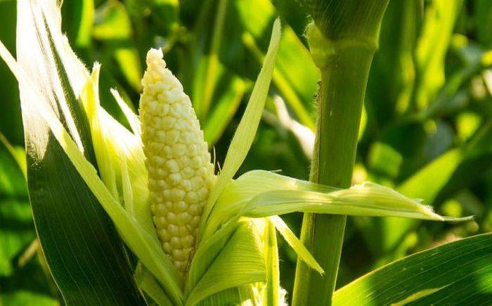 Sweet corn growing technology video