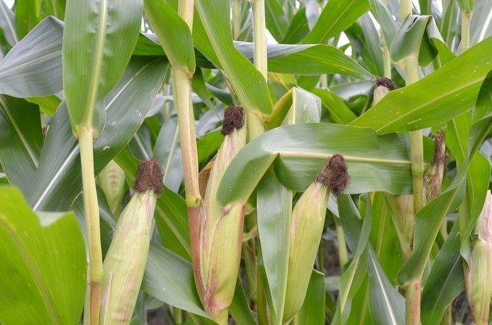 Sweet corn growing technology video