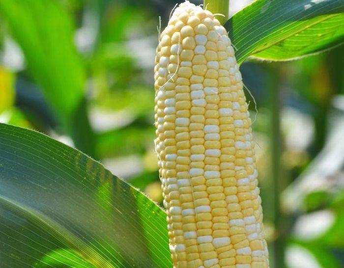 Sweet corn growing technology video