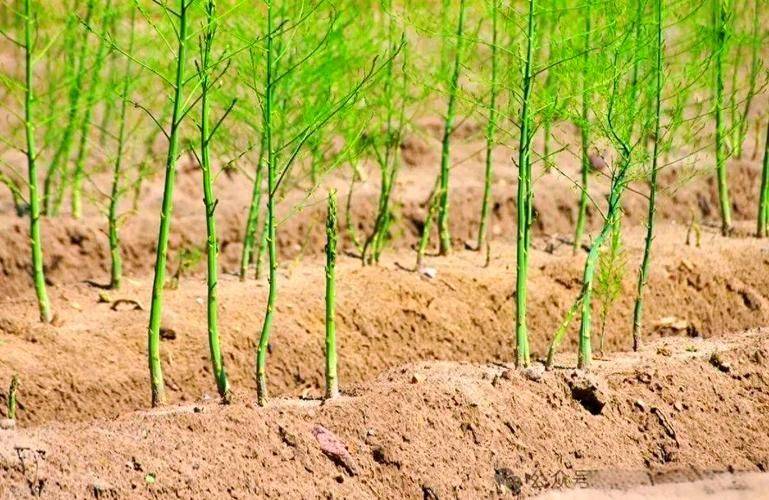 Seed cultivation methods