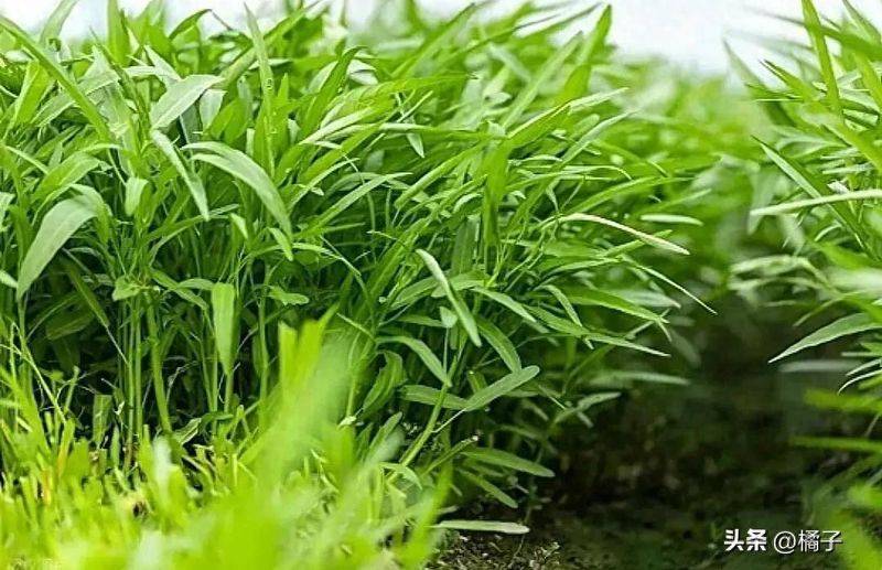 Technology for empty cabbage