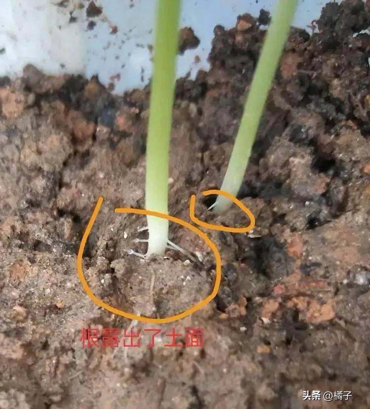 Technology for empty cabbage