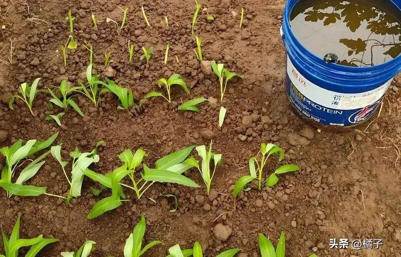 Technology for empty cabbage