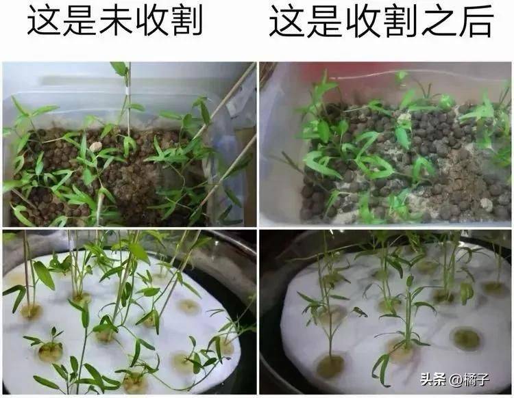 Technology for empty cabbage