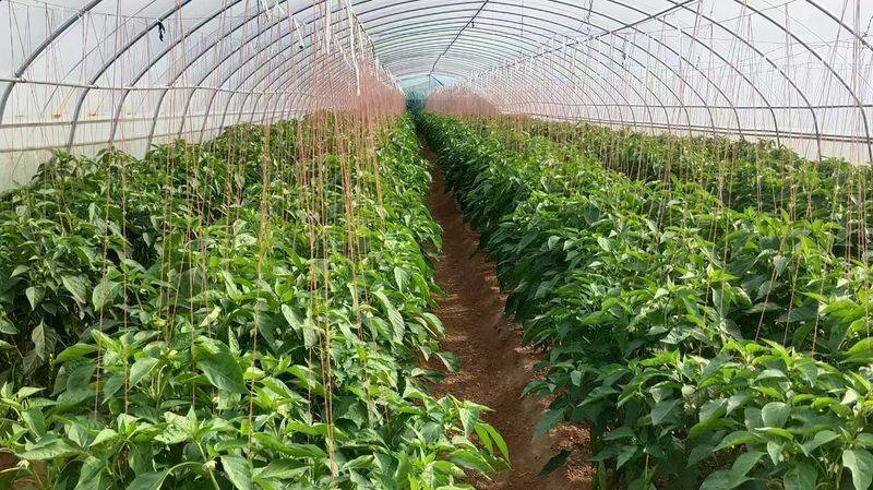 冬季辣椒种植技术视频