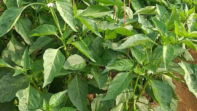 冬季辣椒种植技术视频