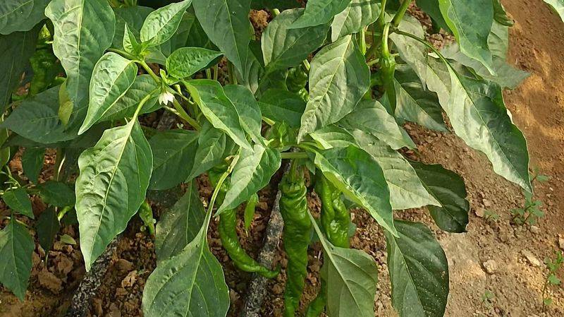 冬季辣椒种植技术视频