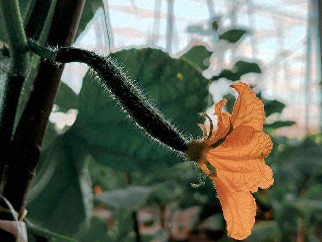 Technology for open cucumber cultivation