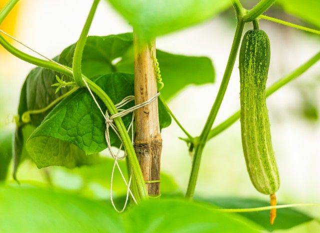 Technology for open cucumber cultivation