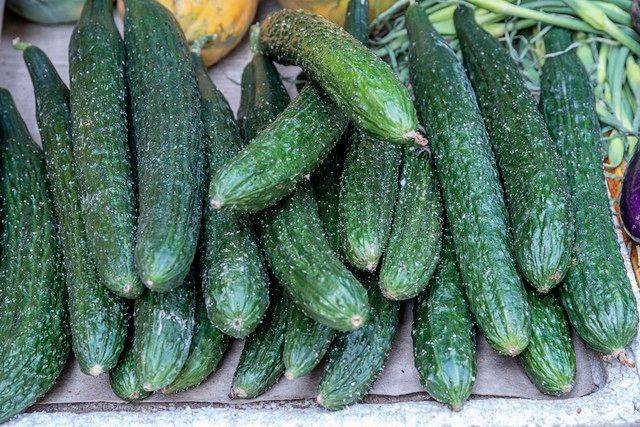 Technology for open cucumber cultivation