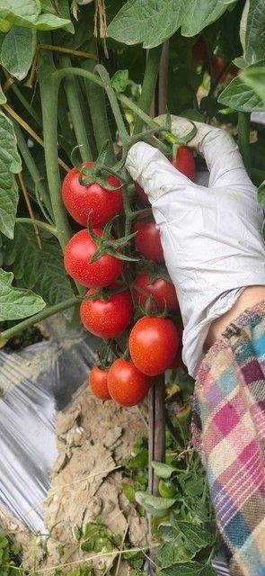 Winter tomato cultivation techniques