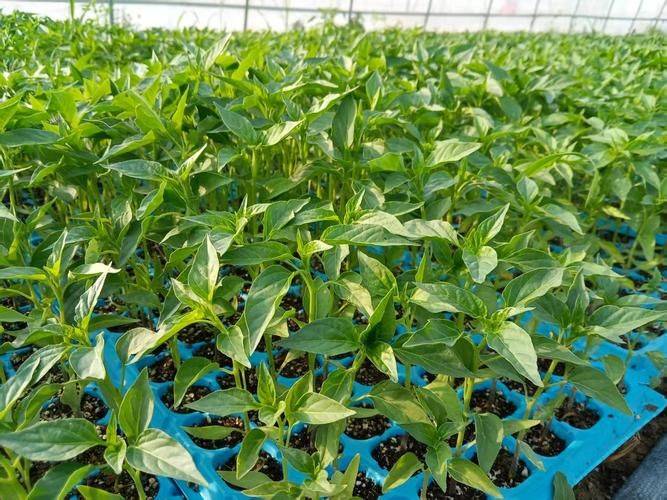 冬季辣椒种植技术视频