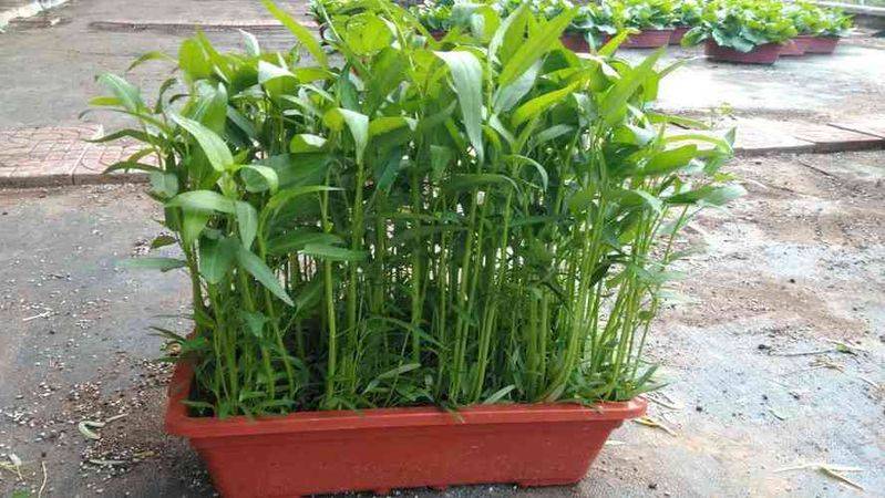 Technology for empty cabbage