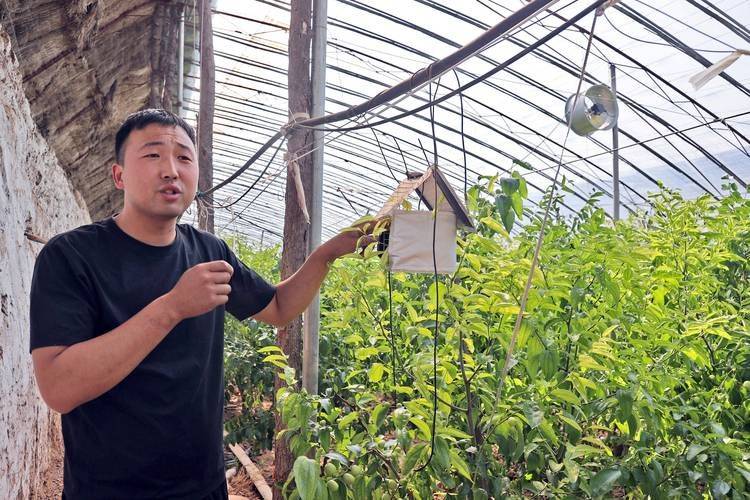 国光大枣种植技术